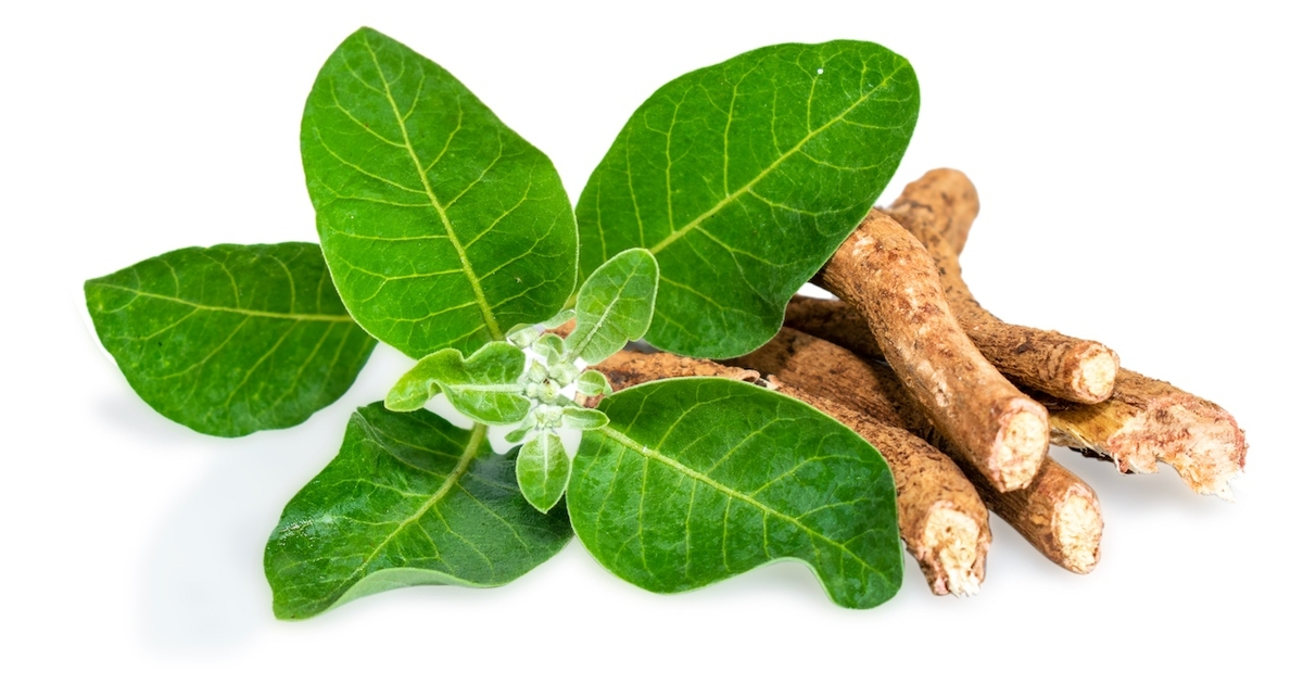 Ashwagandha Extract Decoding the Application of “Indian Ginseng” (2)