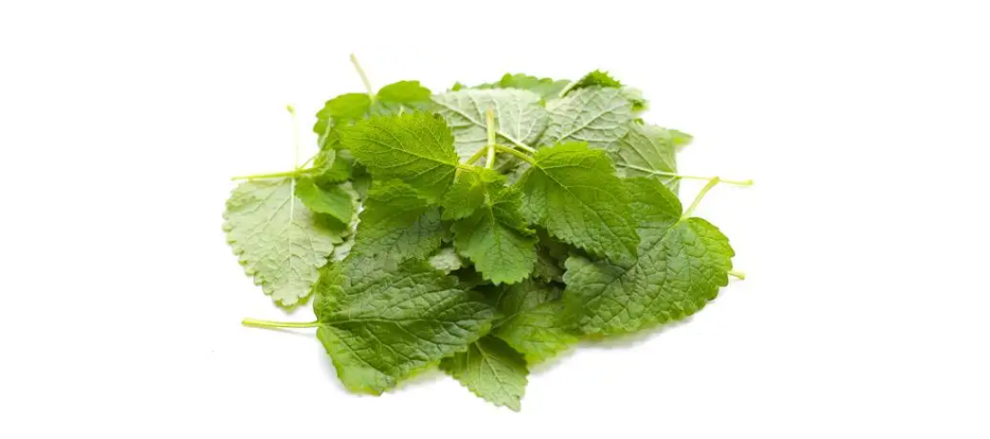 Lemon Balm Extract Natural Anti-Inflammatory Ingredient (1)